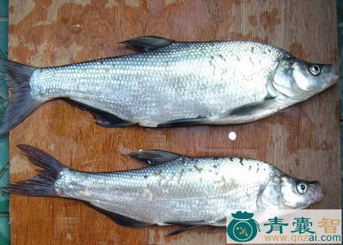 中药材小八梢鱼图片