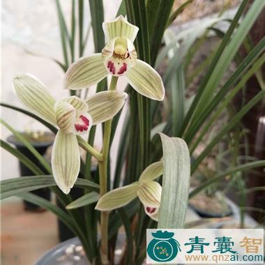中药材小兰花图片