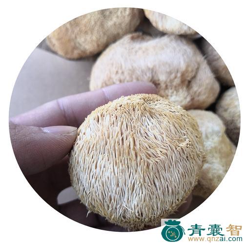 中药材小刺猴头图片