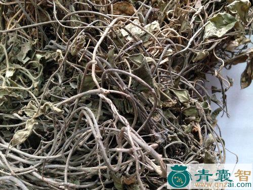 中药材小双飞蝴蝶图片