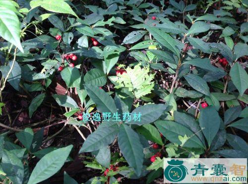 中药材小叶不红图片