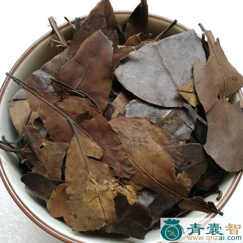 中药材小叶冬青图片