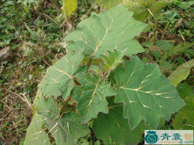 中药材小叶刀掀草图片