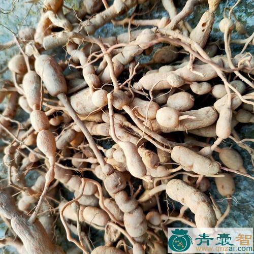 中药材小叶刺风图片