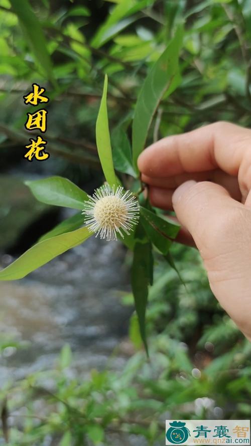 中药材小叶团花图片
