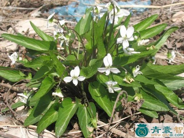 中药材小叶地丁草图片