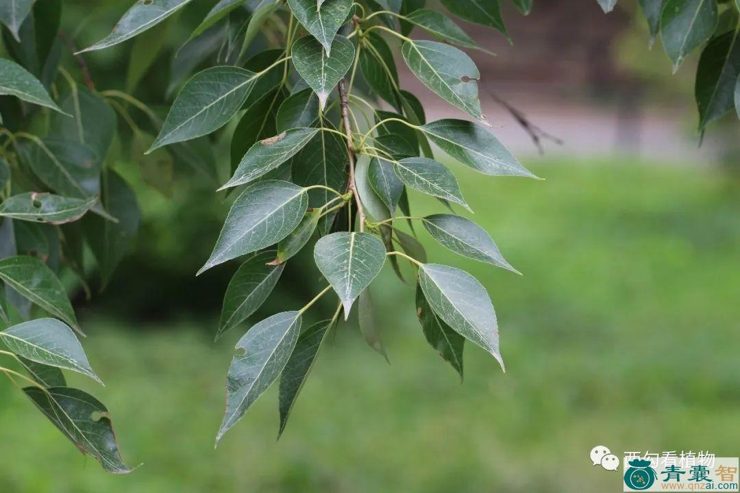 小叶杨的性状以及功效用法-青囊智