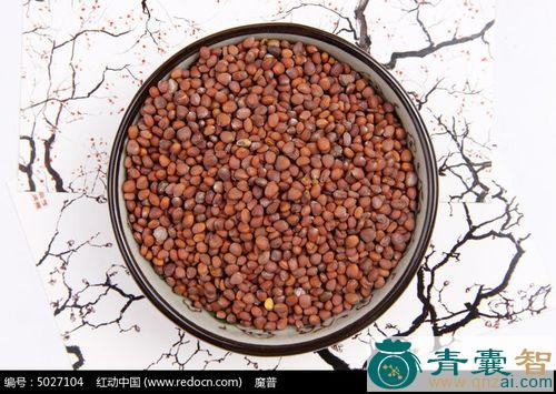 小叶栒子的性味归经以及功效用法-青囊智