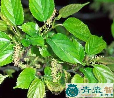 中药材小叶桑图片