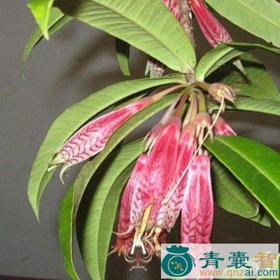 中药材小叶爱楠图片