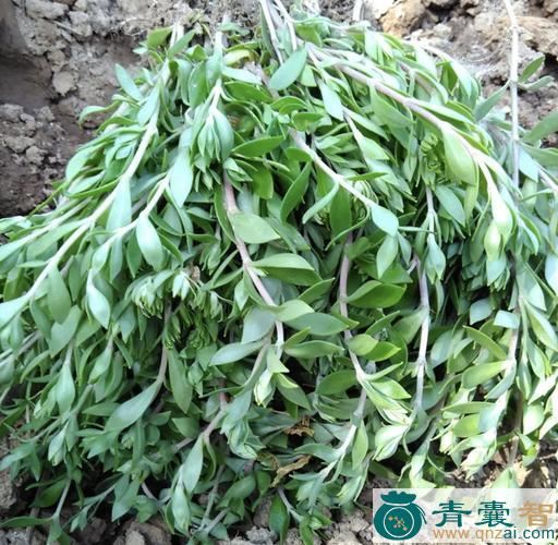 中药材小叶瓜子草图片