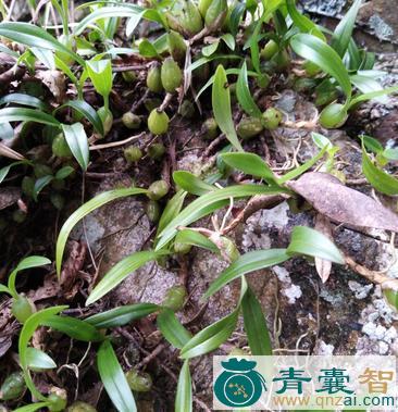 中药材小叶石橄榄图片