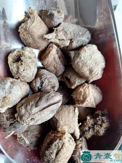 中药材小叶米粞草图片