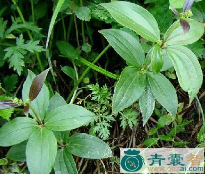 中药材小叶红藤图片