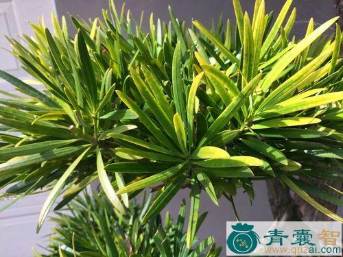 中药材小叶罗汉松图片