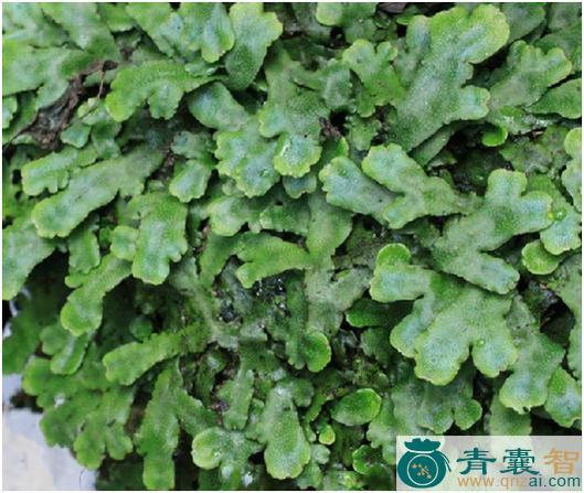 中药材小叶蛇地钱图片