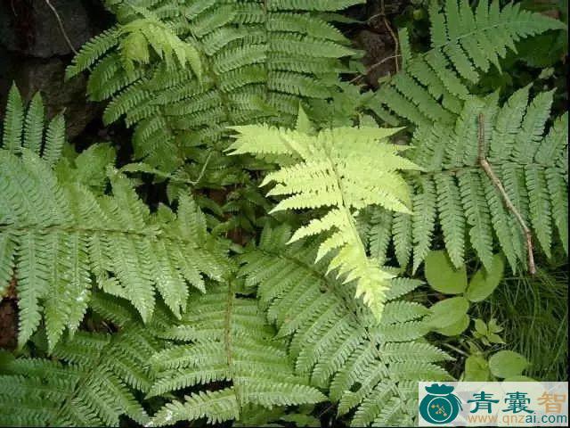 中药材小叶贯众图片