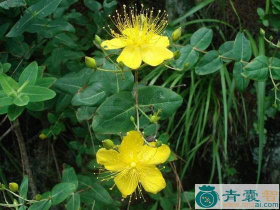 中药材小叶连翘图片