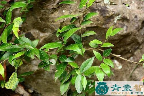 中药材小叶风藤图片