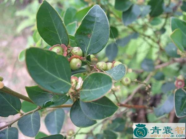 中药材小叶黑面叶图片
