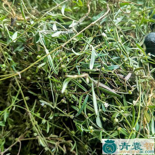 中药材小号病毒草图片