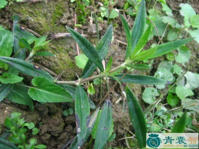 中药材小号虎舌癀图片