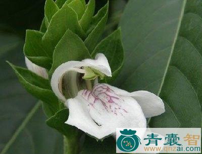 中药材小号鸡舌癀图片