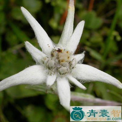 中药材小地扭图片