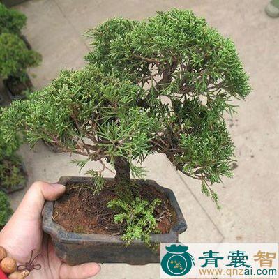 中药材小地柏图片