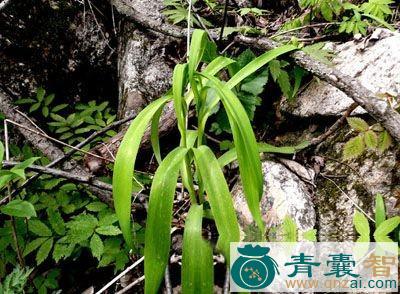中药材小天蒜图片