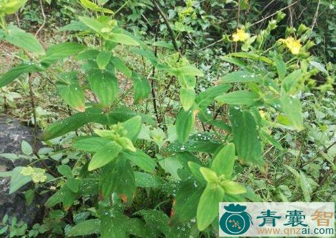 中药材小对叶草图片