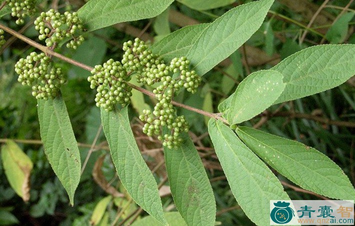 中药材小对节生图片