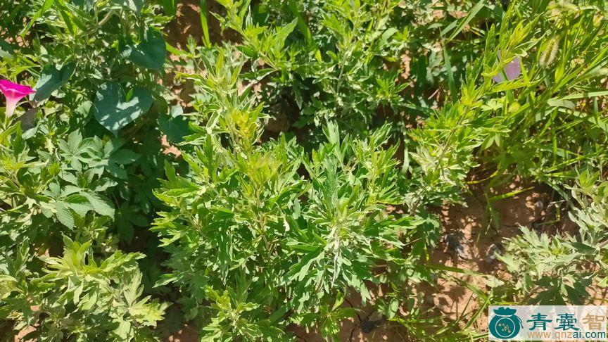 中药材小山艾图片