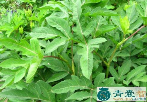 中药材小康满图片