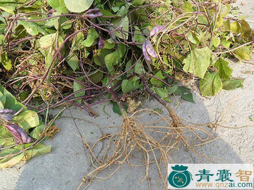 中药材小扁豆根图片