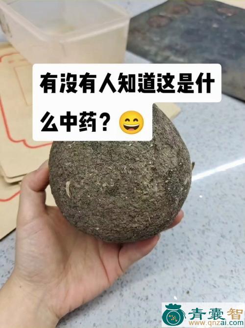 小拳头的性状性味归经以及功效用法-青囊智