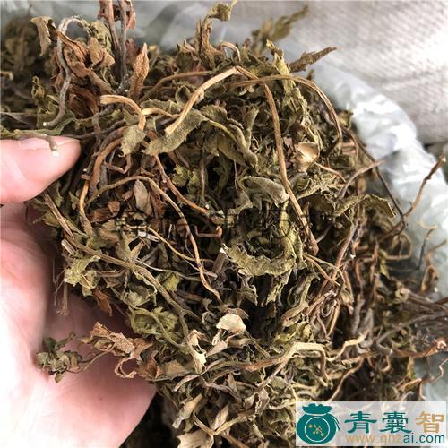 中药材小春花图片