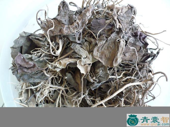 中药材小本马脚蕨图片