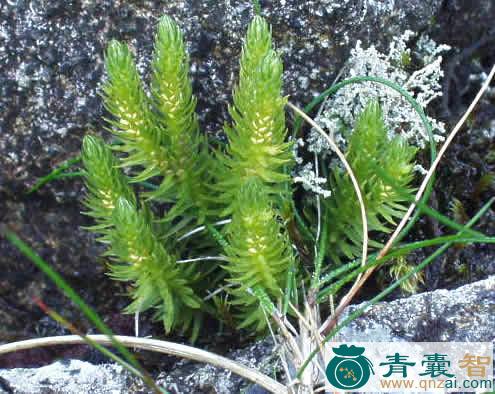 中药材小杉兰图片