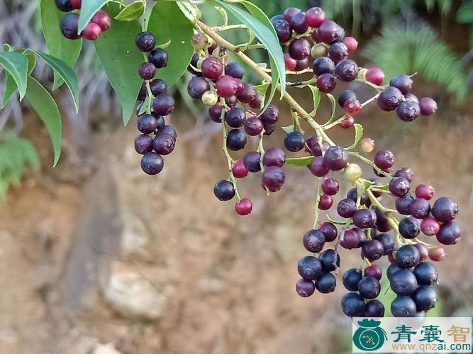 中药材小果南烛图片