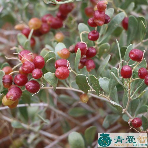 中药材小果白刺图片