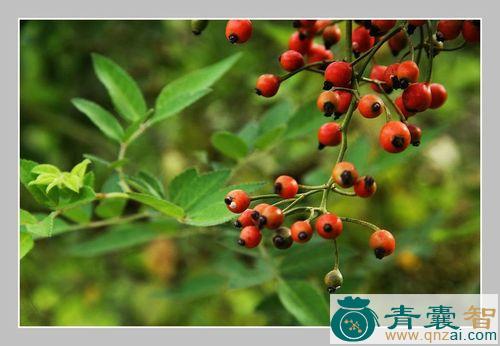 中药材小果蔷薇图片