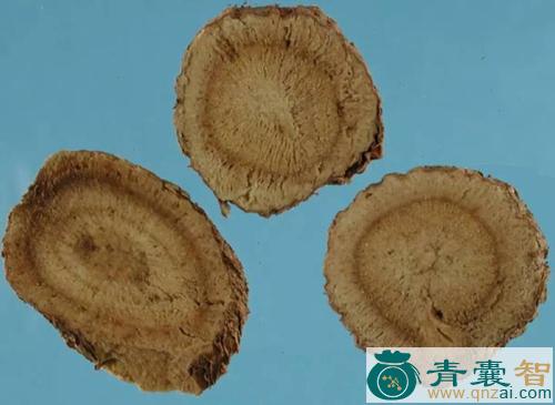 中药材小果蕗蕨图片