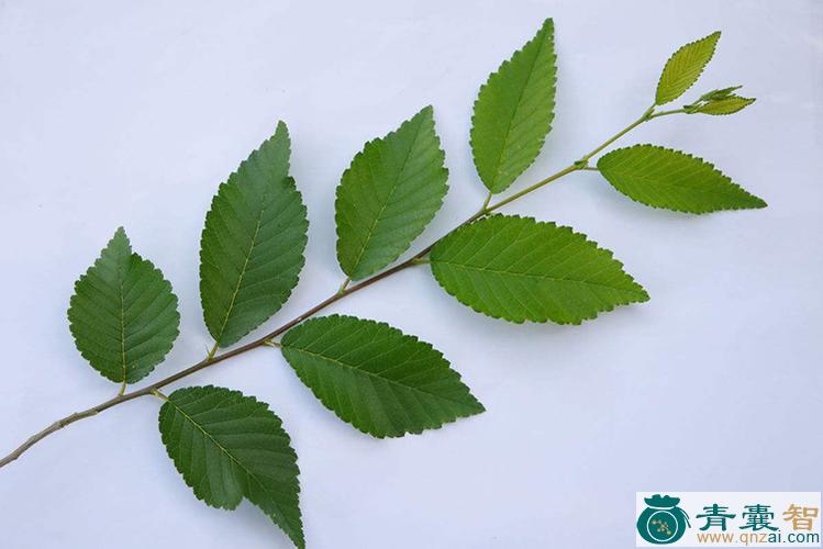 中药材小榆蜡叶图片