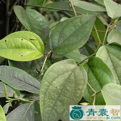 中药材小毛蒌图片