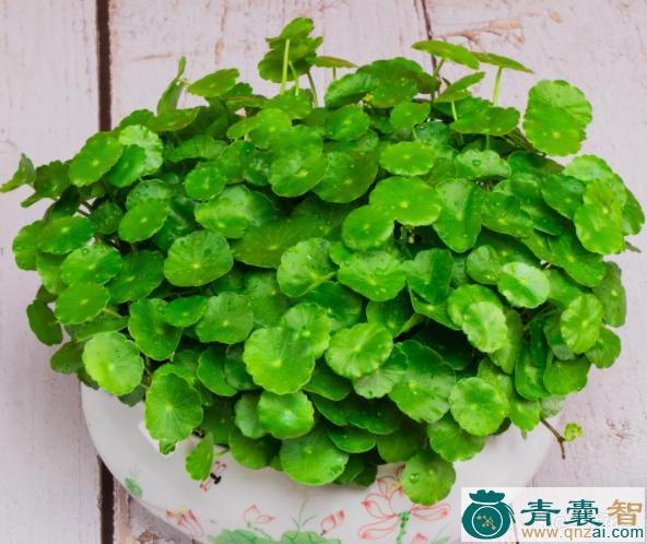 中药材小毛铜钱菜图片