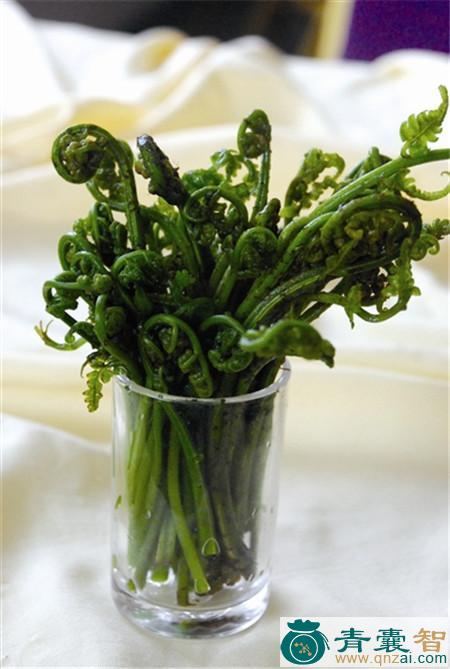 中药材小水花蕨图片