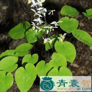 中药材小淫羊藿图片