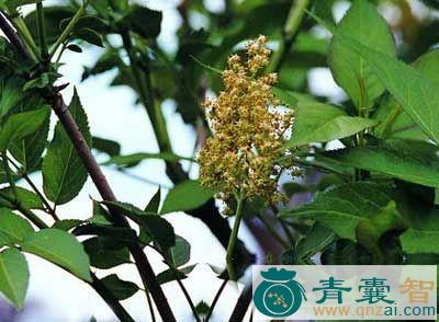 小火绳的性味归经以及功效用法-青囊智