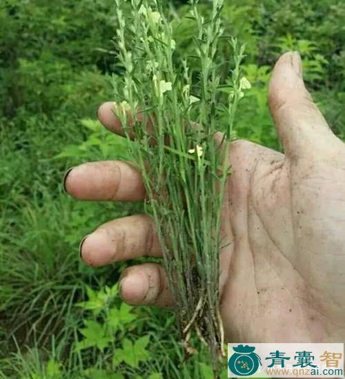 中药材小火草图片